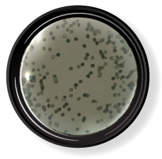 プティール カラージェル 2g 617 サンドベージュ