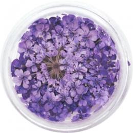 SMint レースフラワー 3.Pansy