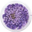 SMint レースフラワー 3.Pansy