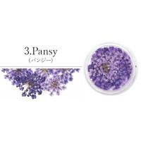 SMint レースフラワー 3.Pansy