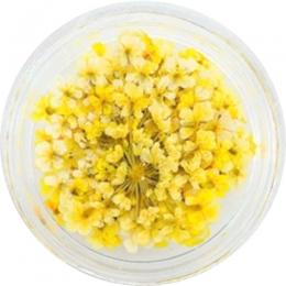SMint レースフラワー 6.Yellow
