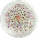 SMint レースフラワー 7.Pale Lavender