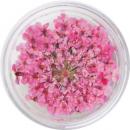 SMint レースフラワー 9.Fuchsi