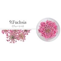 SMint レースフラワー 9.Fuchsi