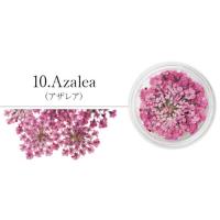 SMint レースフラワー 10.Azalea
