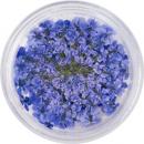 SMint レースフラワー 14.Royal Blue