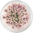 SMint レースフラワー 16.Orchid