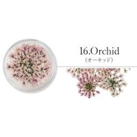SMint レースフラワー 16.Orchid