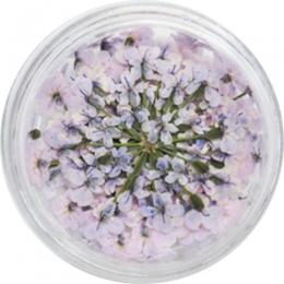 SMint レースフラワー 24.Wistaria