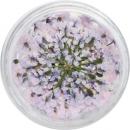 SMint レースフラワー 24.Wistaria