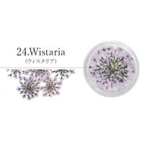 SMint レースフラワー 24.Wistaria