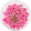 SMint レースフラワー 26.Magenta