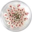SMint レースフラワー 28.Baby Pink