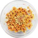 SMint レースフラワー 30.Marigold