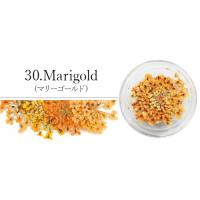 SMint レースフラワー 30.Marigold