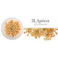 SMint レースフラワー 31.Apricot