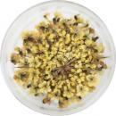 SMint レースフラワー 32.Yellow Ocher