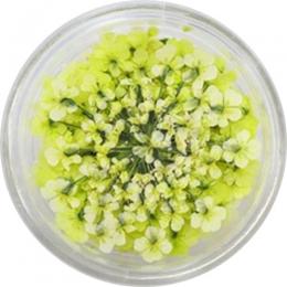 SMint レースフラワー 33.Lime Yellow
