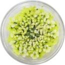 SMint レースフラワー 33.Lime Yellow