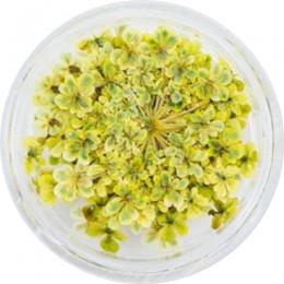 SMint レースフラワー 34.Yellow Green