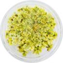 SMint レースフラワー 34.Yellow Green