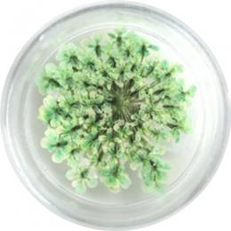 SMint レースフラワー 35.Emerald Green