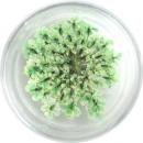SMint レースフラワー 35.Emerald Green