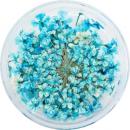 SMint レースフラワー 36.Sky Blue