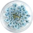 SMint レースフラワー 37.Steal Blue