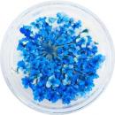 SMint レースフラワー38.Oriental Blue