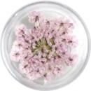 SMint レースフラワー40.Lavender Pink