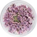 SMint レースフラワー42.Lilac
