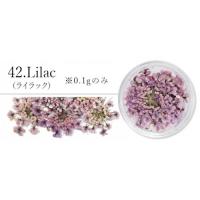 SMint レースフラワー42.Lilac