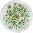 SMint レースフラワー44.Hookers Green