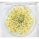 SMint レースフラワー グリッター 2.L Yellow