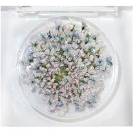 SMint レースフラワー グリッター 7.Lazuli