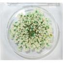 SMint レースフラワー グリッター 9.L Green