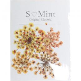SMint レースフラワー トライ 3.Orange