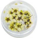 SMint コデマリ 11.Lime Yellow