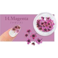 SMint コデマリ 14.Magenta