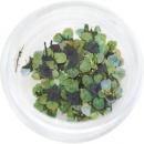 SMint コデマリ 16.Green