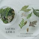 SMint リーフミックス LEM-1